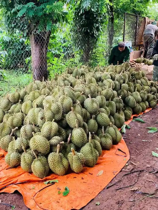 Sầu Riêng Dona Tươi - Sầu riêng tươi ngon chất lượng cao